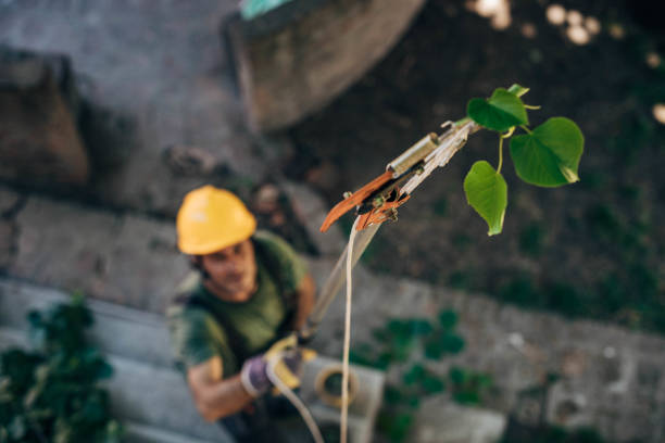 Trusted Palacios, TX Tree Removal Experts