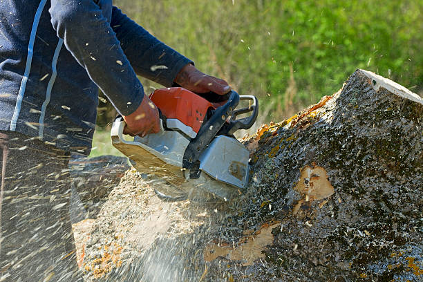 Best Lawn Watering Services  in Palacios, TX